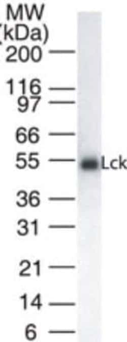 Lck Antibody (33D196) - Azide and BSA Free, Novus Biologicals 0.2 mL; Unconjugated:Antibodies,